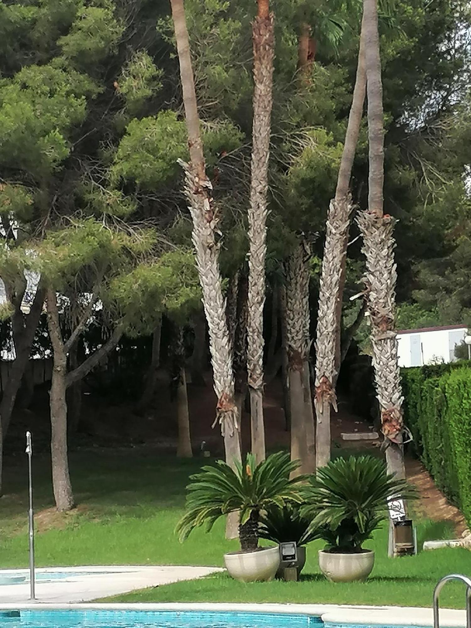 Campoamor Seaview Buitenkant foto
